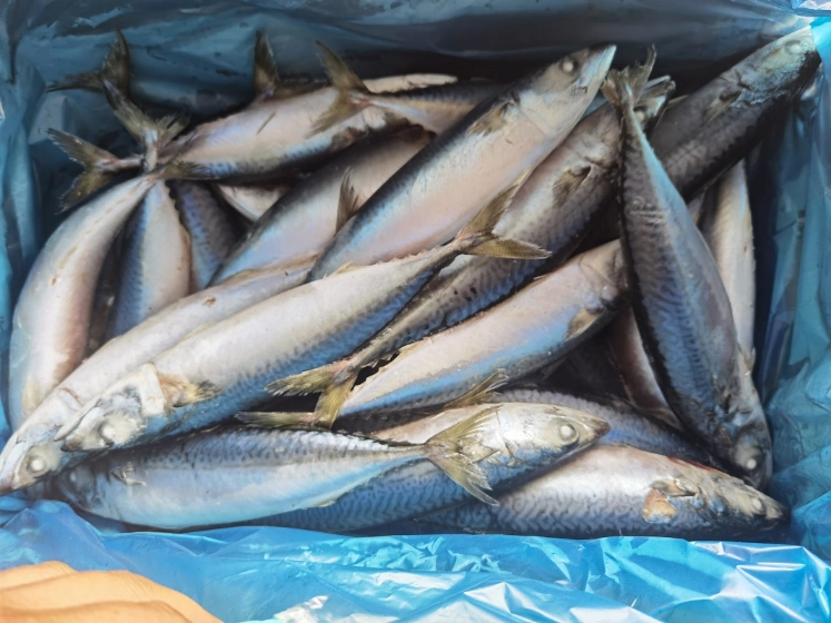 Frozen Pacific Mackerel Scomber Japonicus Fish