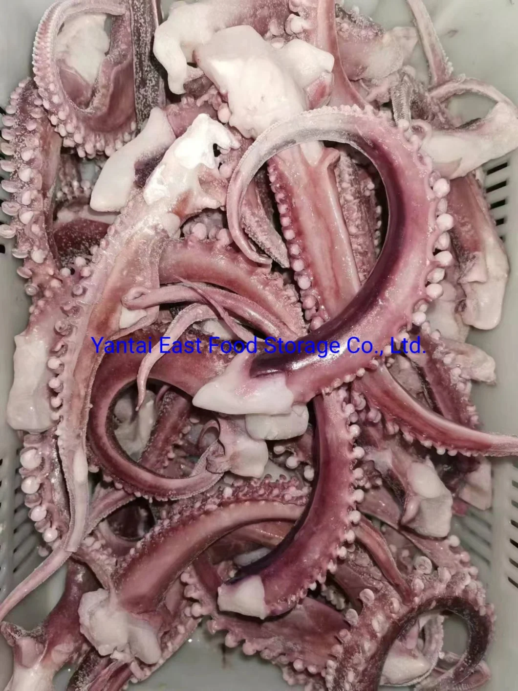 Frozen Squid Ring, Flower/Pineapple, Tube, Tt, Tentacle, Flower, Gigas/Illex Argentinus/Todarodes