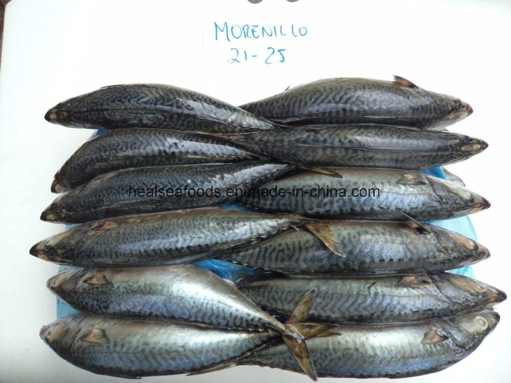 Chinese Factory Frozen Pacific Mackerel Fish Price