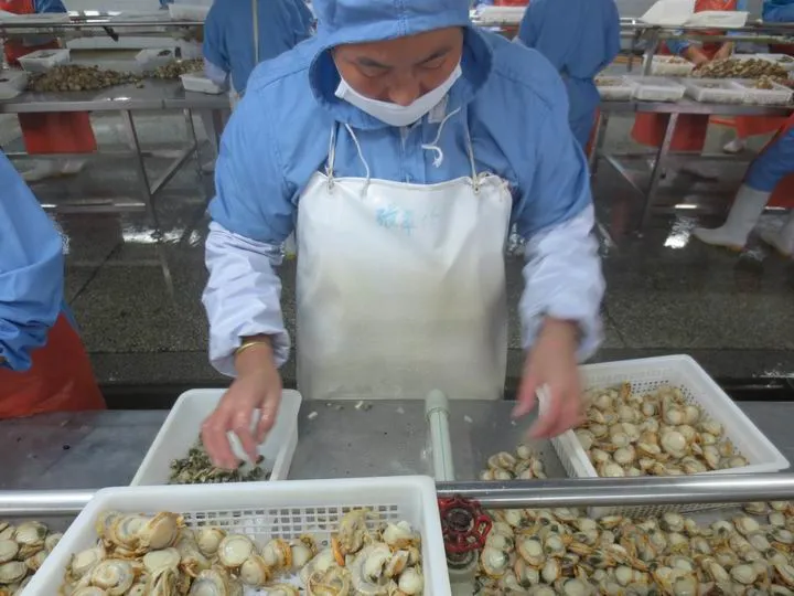 Frozen Whole Boiled Sea Scallop