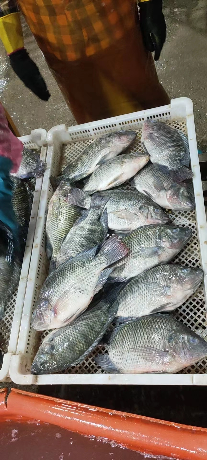 Frozen Fish Whole Round Black Tilapia GS Oreochromis Niloticus