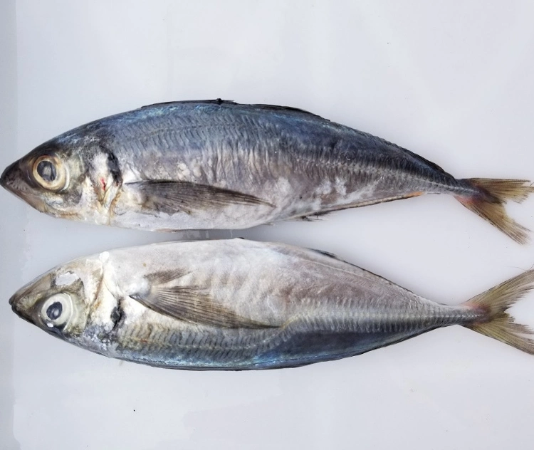 Atlantic Mackerel Frozen Fillets Frozen Fish Mackerel Exporters Pacific Horse Mackerel in China Market