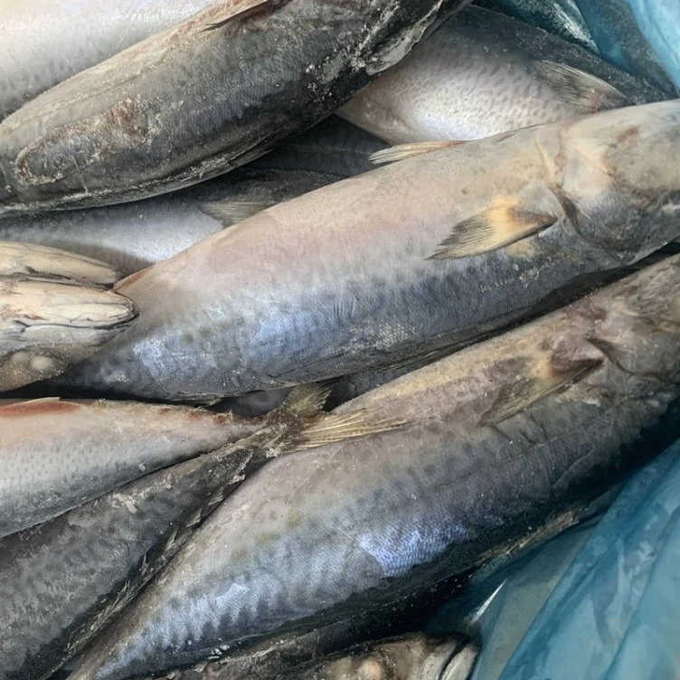 High Quality Sea Frozen Food Pacific Mackerel 300-500g