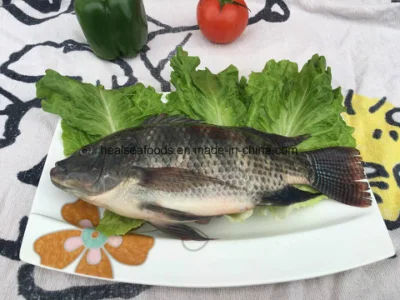 Frozen Whole Round Black Tilapia Fish