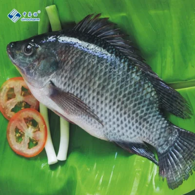 Niloticus Frozen Fish Seafood Whole Round Black Tilapia