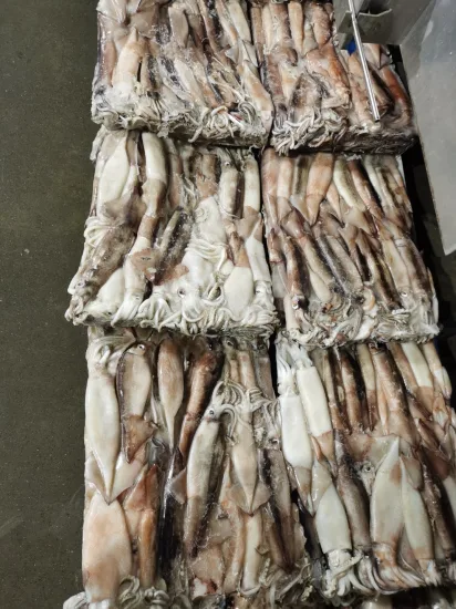 Frozen Whole Round Squid/Illex Squid/Calamari/Calamar/Calmar/Pota