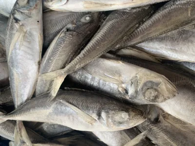 Atlantic Mackerel Frozen Fillets Frozen Fish Mackerel Exporters Pacific Horse Mackerel in China Market