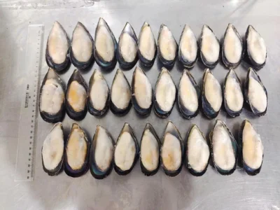 Frozen Delicious Seafood High Quality Half-Shell Mussels