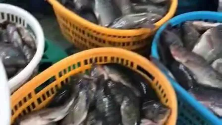 Chinese Frozen Black Tilapia Price (500-800g)