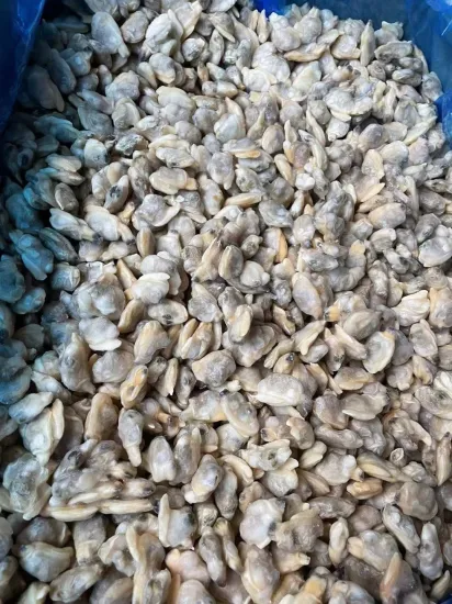 Frozen Boiled Short Necked Clam with Competitive Price Hotsale