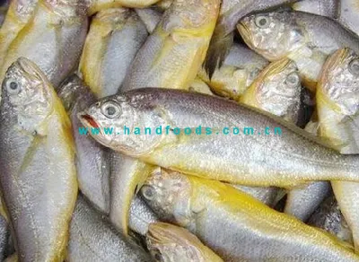 Best Seller of Sea Farmed Yellow Croaker Healthy Seafood