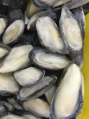 Frozen Marine Food High Quality Half-Shell Mussel for Market