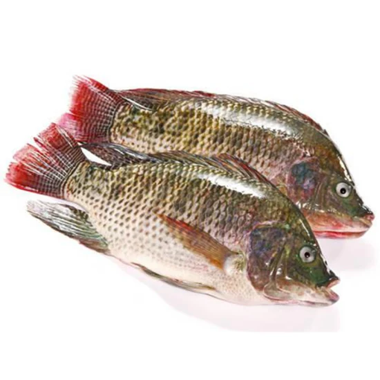 Farm Fish Whole Round Black Tilapia Fish Frozen Tilapia