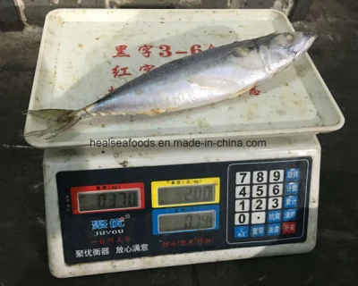 Sea Frozen Pacific Mackerel (Scomber Japonicus)