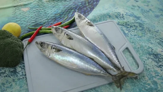 Land Frozen Pacific Mackerel 300-500g for Market Frozen Mackerel