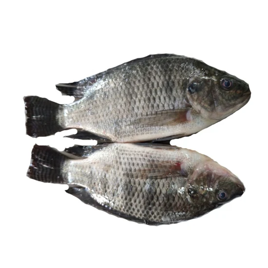 200-300g Black Fresh Fish Food IQF Whole Round Frozen Seafood Tilapia