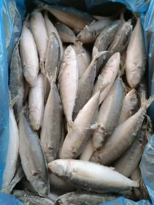 Frozen Round Scad Whole Round Fish Muroaji