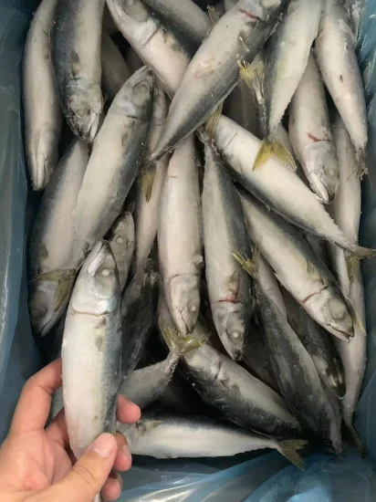 Seafrozen Fish Food Frozen Pacific Mackerel