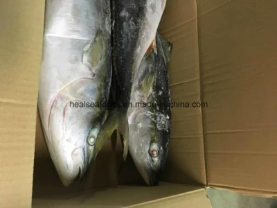 Frozen Yellow Tail Fish Supplier