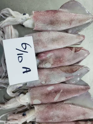 Loligo Squid Wholesale Japanese Loligo Frozen Squid