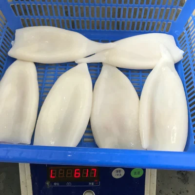 Frozen Fish Pota Seafood Calamari Illex Gigas Rings Squid Tubes