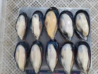 Frozen Chinese Seafood Half-Shell Mussel with Good Price