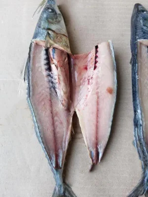 IQF Fish Pacific Seafood Frozen Mackerel Fish Frozen Horse Mackerel