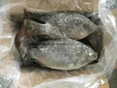 Frozen Black Tilapia for Sale (500-800g)