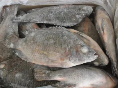 Frozen Fish Whole Round Black Tilapia GS Oreochromis Niloticus