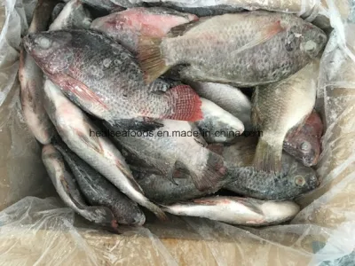 Frozen Black Tilapia From Chinese Factory