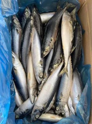 Sea Frozen Pacific Whole Mackerel Fish