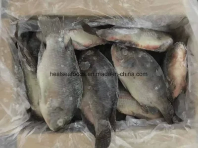 Chinese Factory Price of Frozen Black Tilapia