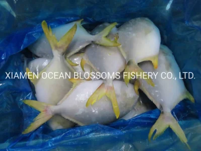 Frozen Golden Pompano Pomfret Whole Round Best Quality