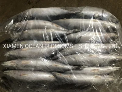 Frozen Pacific Mackerel Whole Round