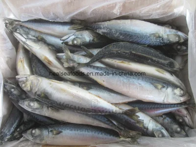 Frozen Fish--Mackerel Fish (6-8PCS/kg) Pacific Mackerel