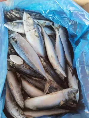 Big Size Frozen Pacific Mackerel Fish 300-500g