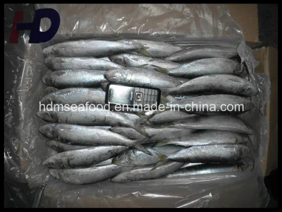 Whole Round Frozen Seafood Sardine Fish for Canned or Bait (Sardinella aurita)