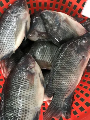 China Farming Fish Black Tilapia Frozen