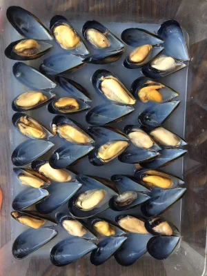 Frozen Chinese Seafood Half-Shell Mussel