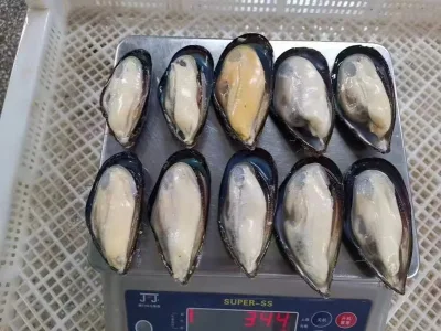 Frozen Seafood Nutritious Wholesale Customized Half-Shell Mussel