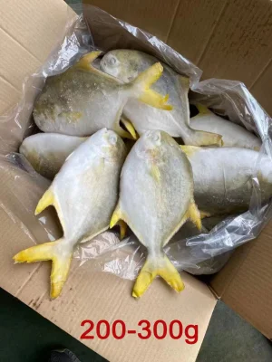 Whole Round Frozen Golden Pomfret Fish